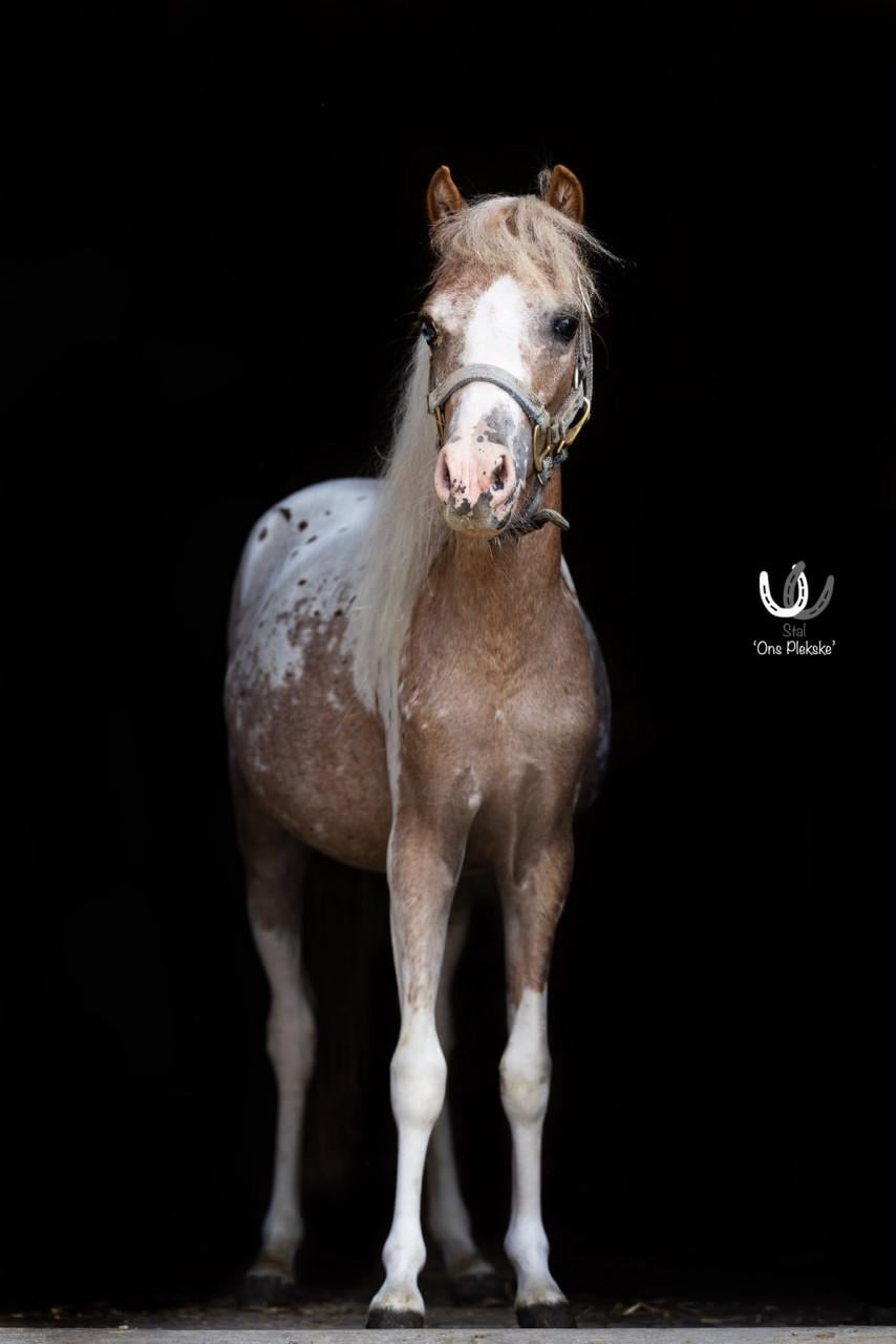 Super lieve mini paardje Ivy (merrie)