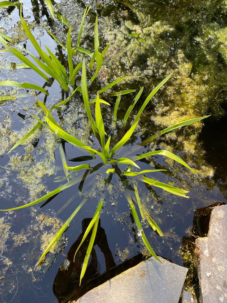 Krabbescheer en waterpest
