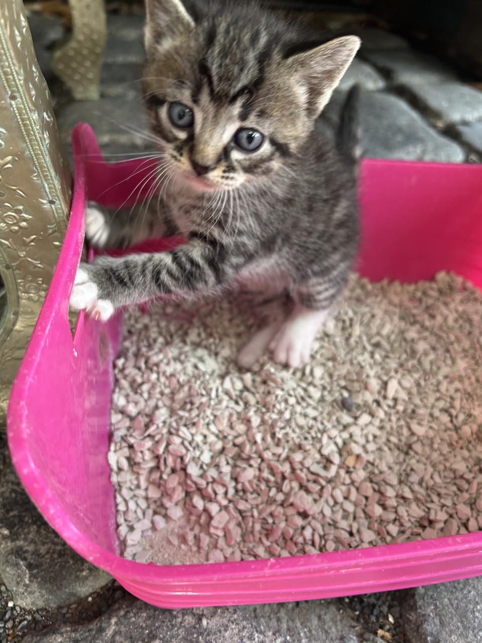 2 prachtige tijgertjes 🐈🐾