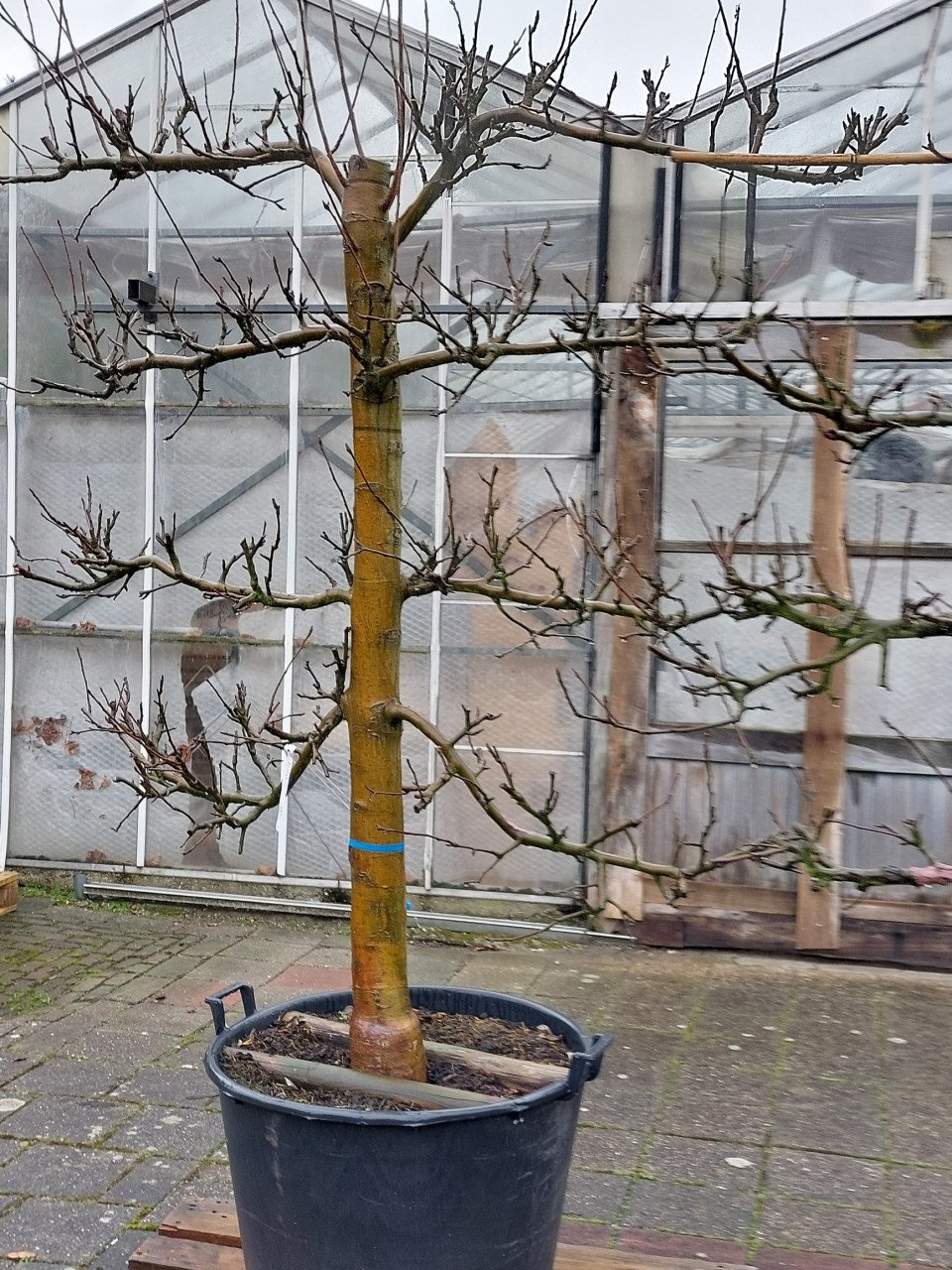Leibomen appel