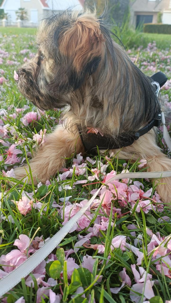 Lieve sociale fluffy pup 6mnd teefje