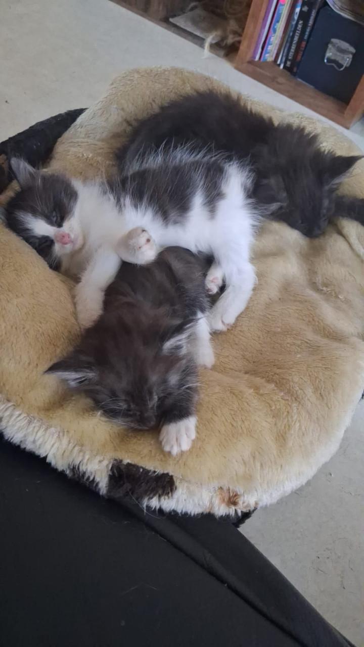 Kittens Maincoons