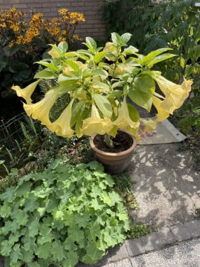 Brugmansia