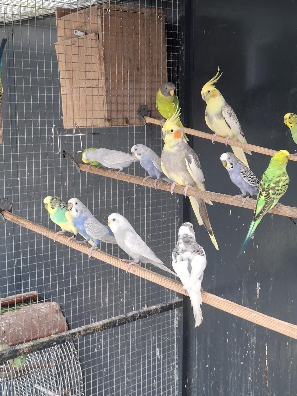 Diverse kleuren jonge grasparkieten .
