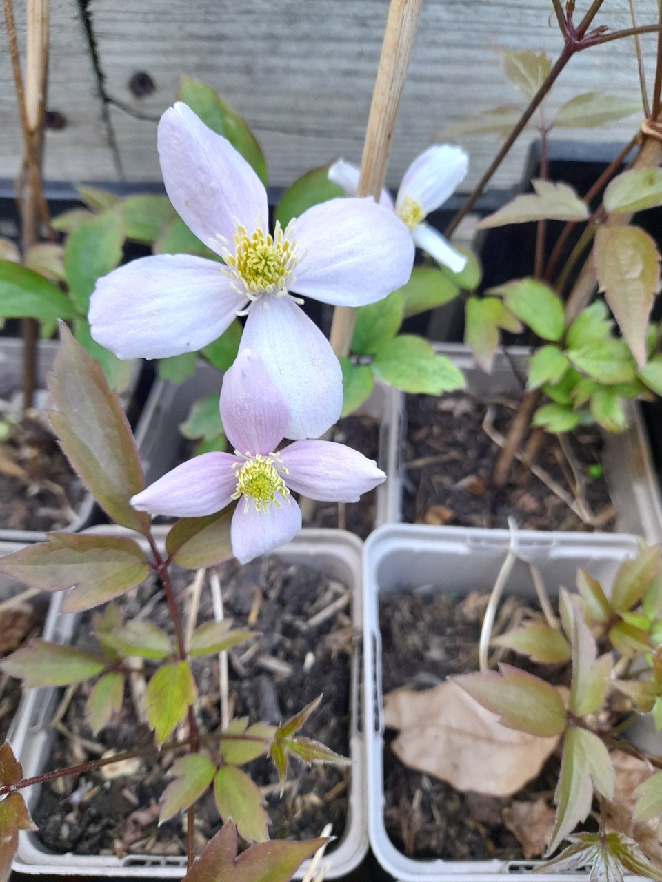 Roze Clematis
