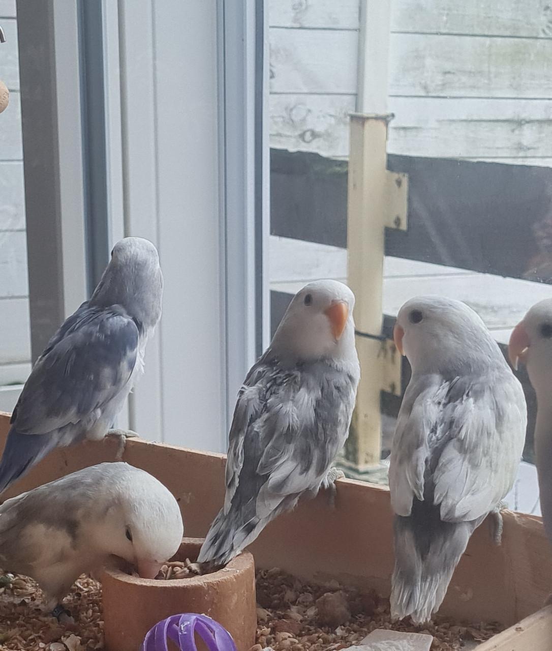 Agapornis Roseicollis (dwergpapegaai)