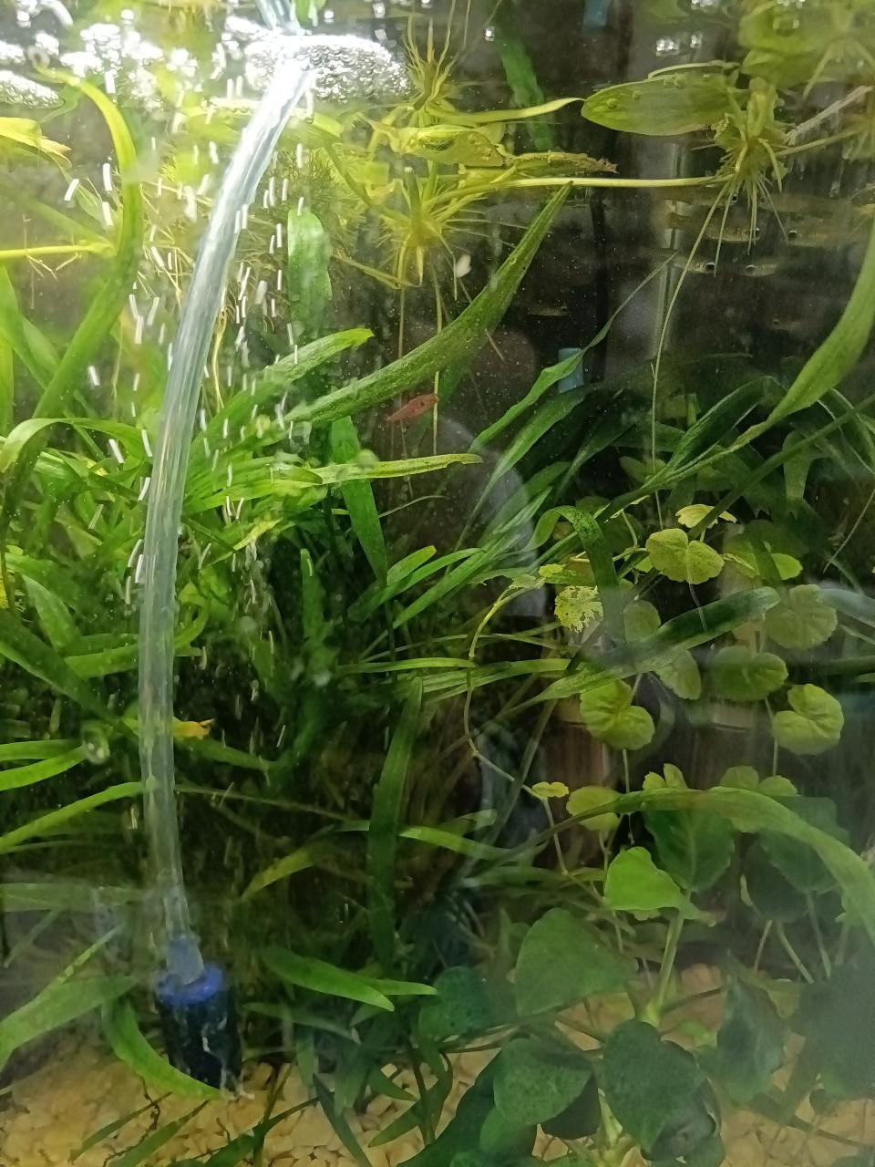 Aquarium 25 liter compleet
