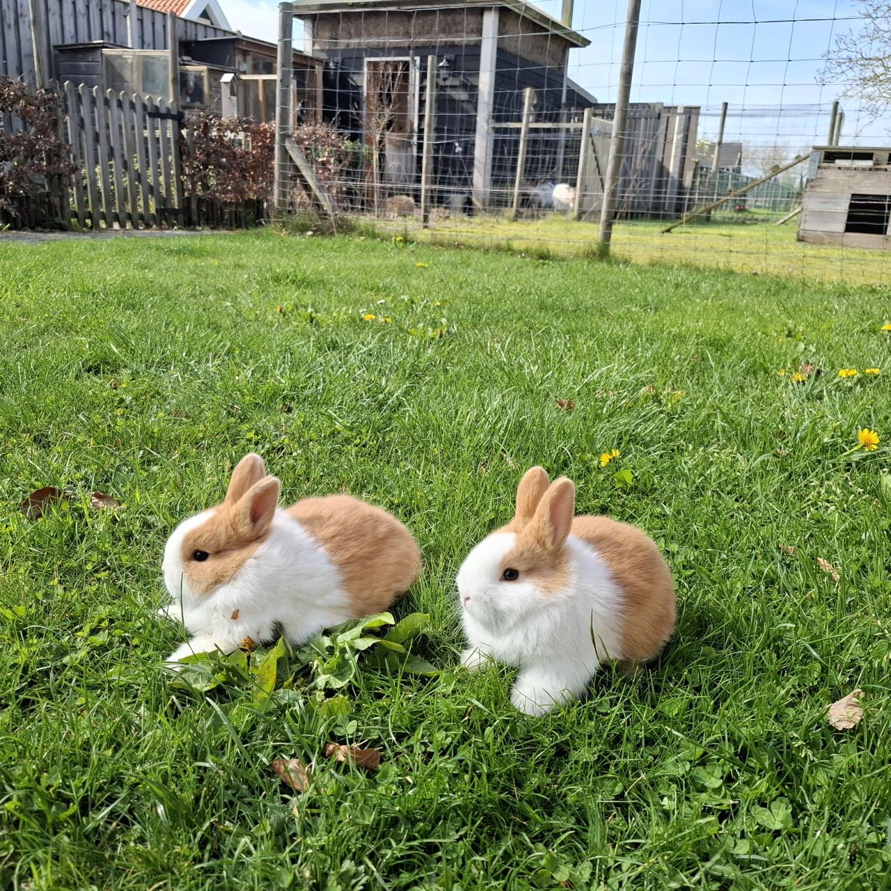 Hollander konijntjes (vrouwtjes)
