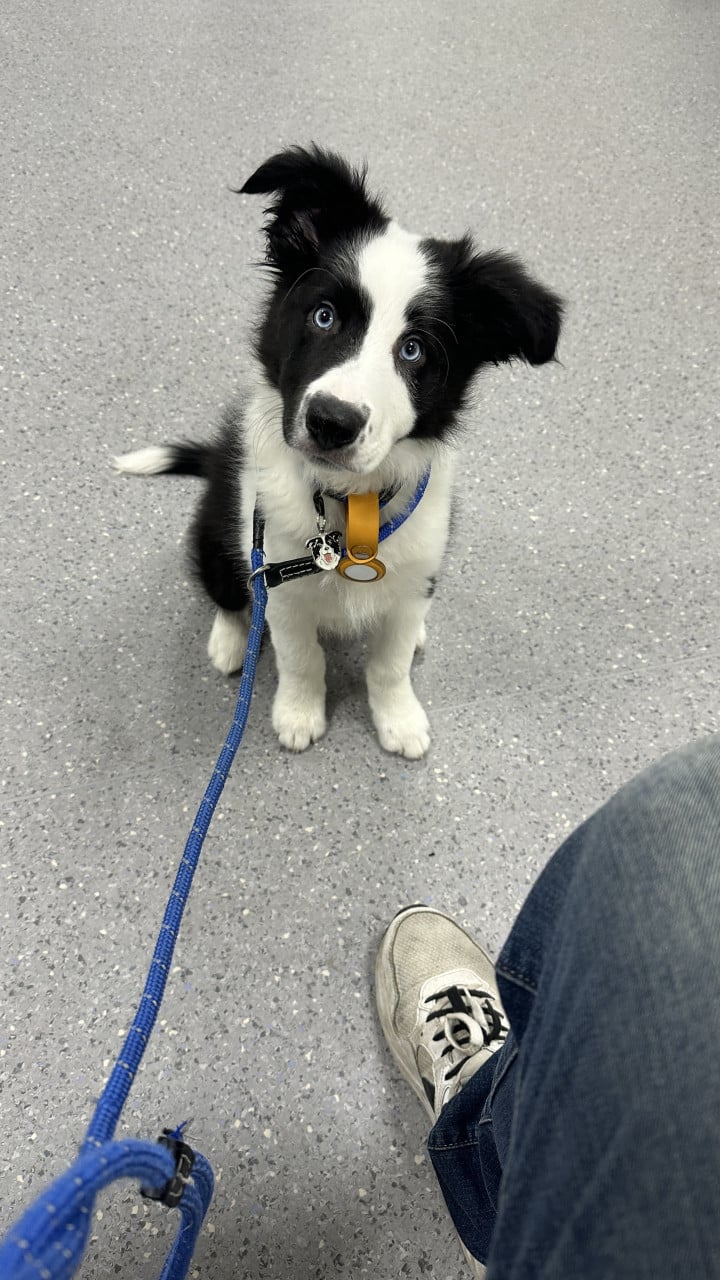 Border-Collie Dekreu beschikbaar.