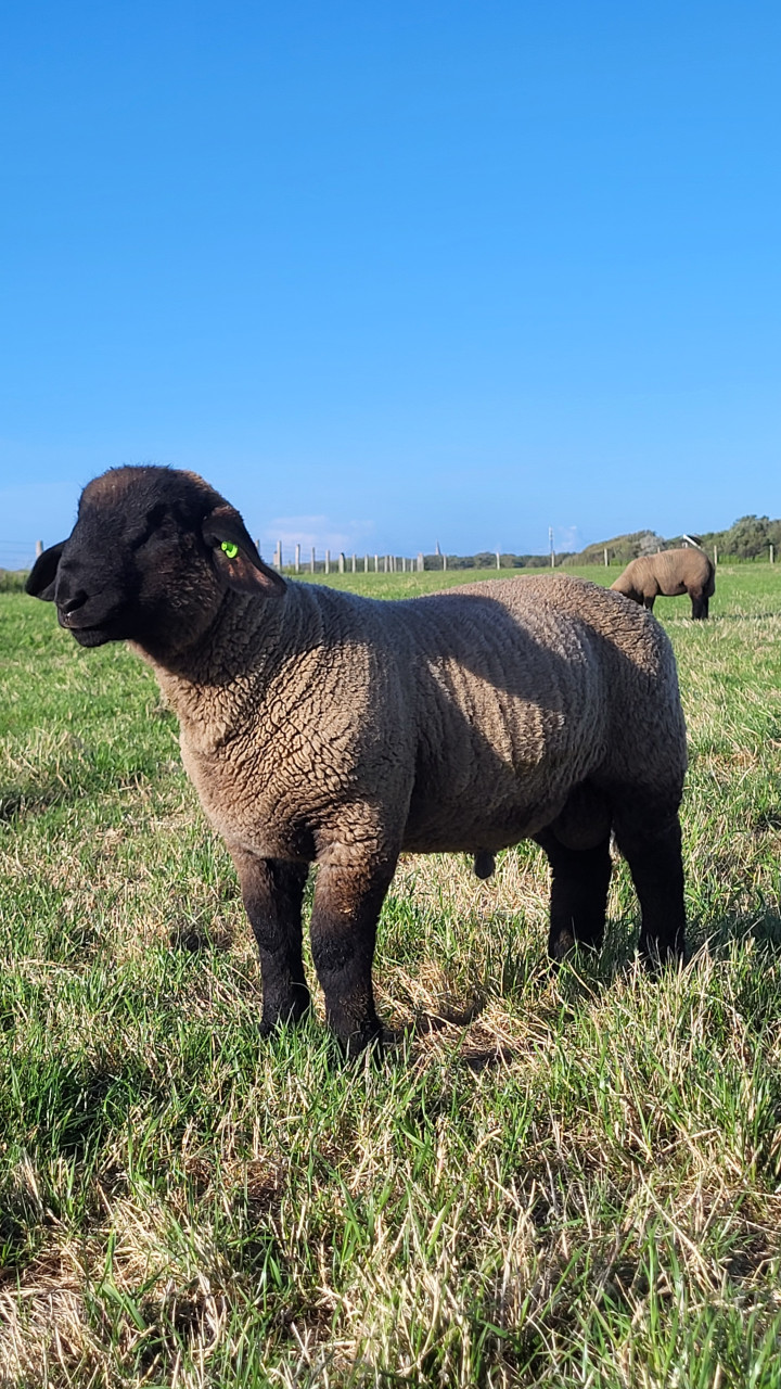 Suffolk ramlammeren
