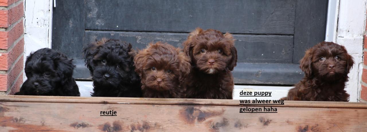 Shihpoo pups beschikbaar ( choco bruin en zwart gestroomd )