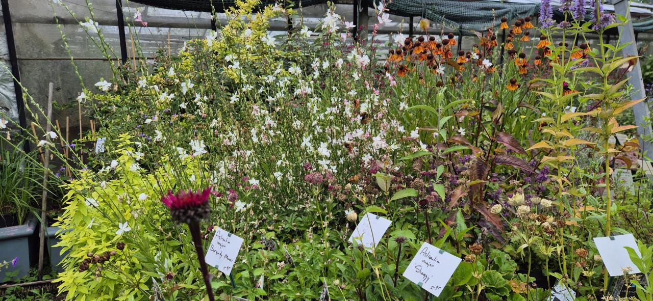 Bloeiende vaste planten,  bio