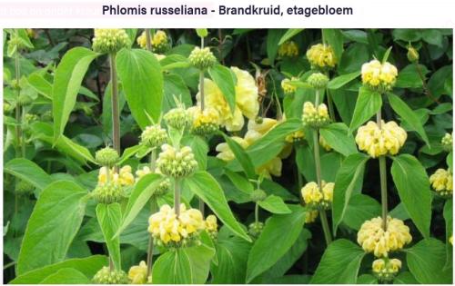 Grote brandkruid/etage planten