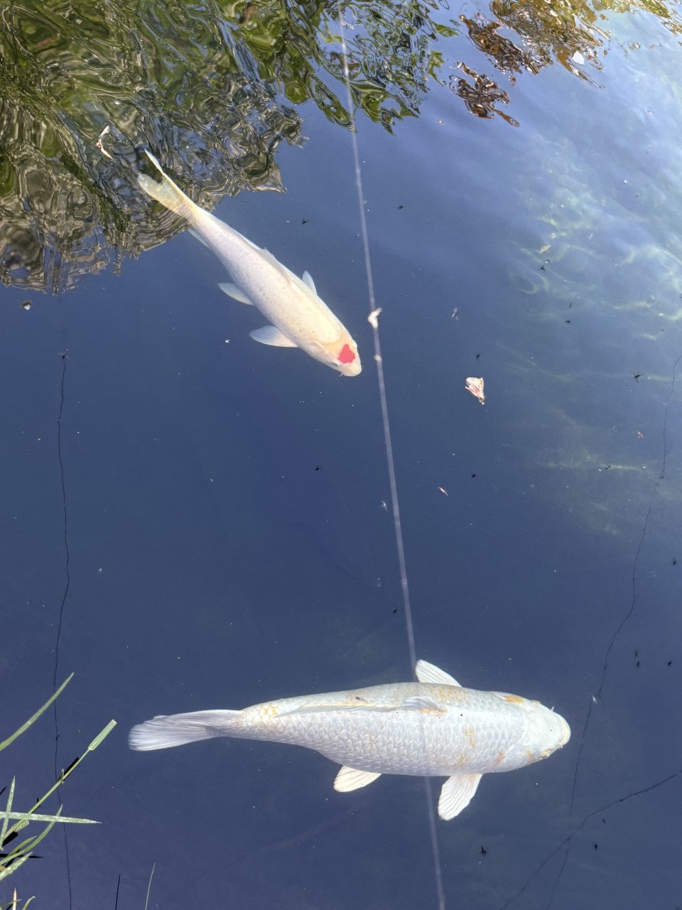 Koi karpers te koop