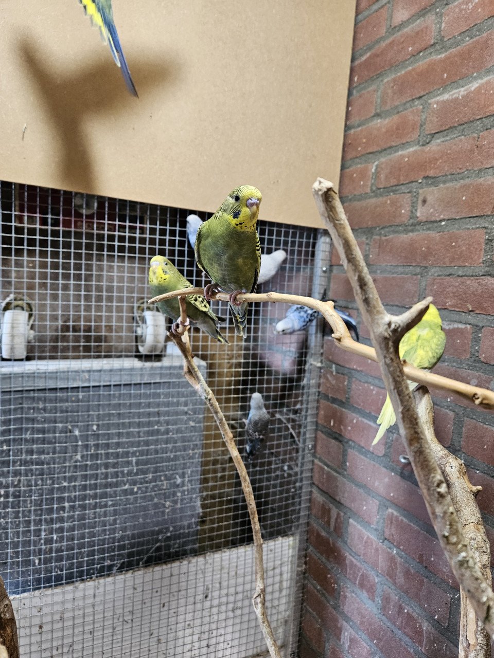 Parkieten