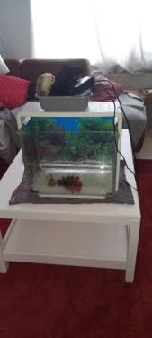 Aquarium met toebehoren