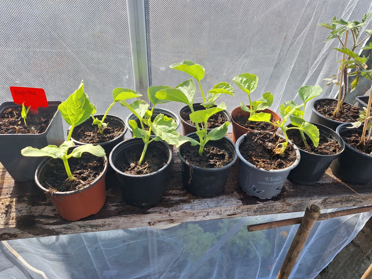Meloen plant