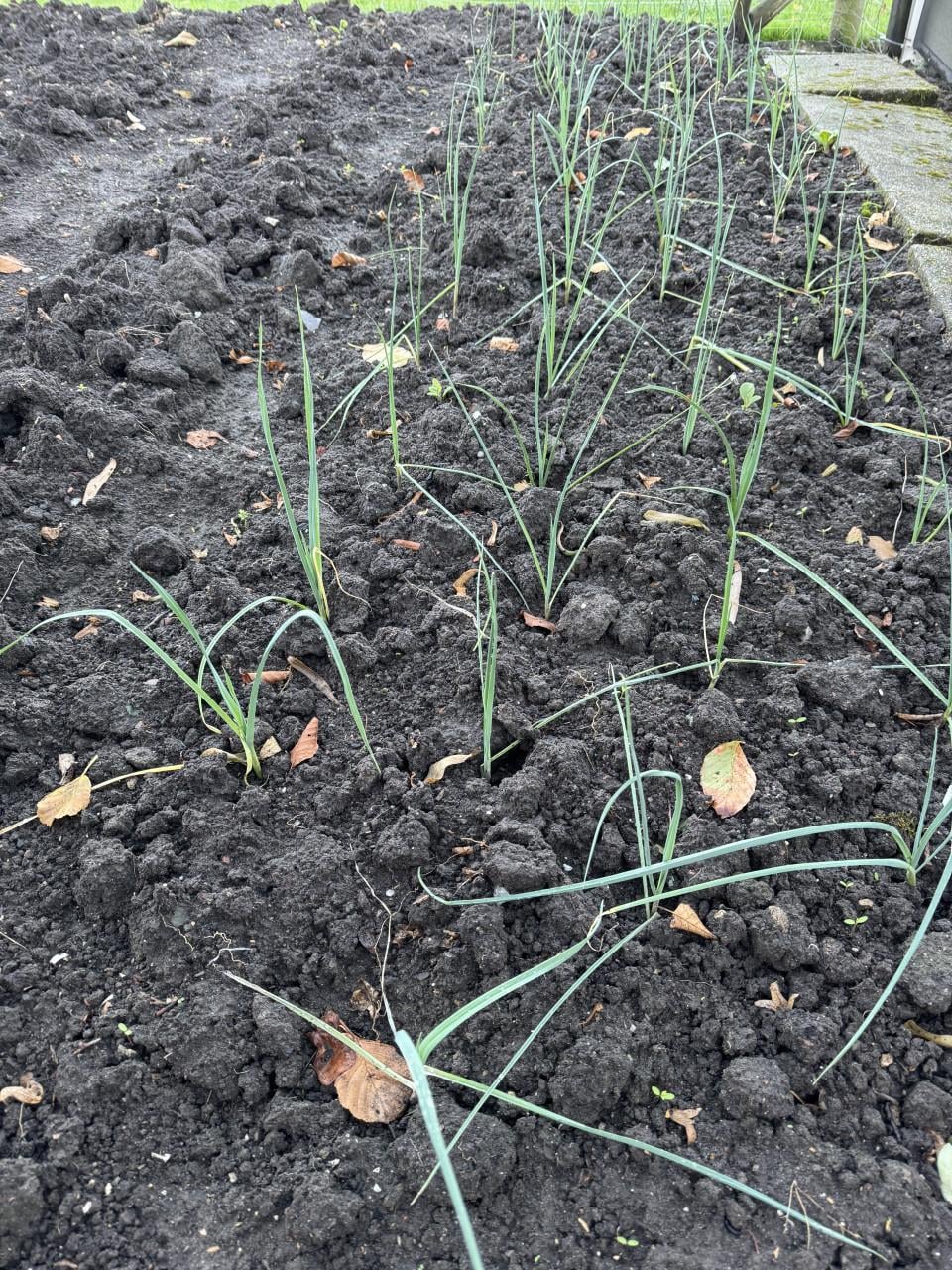 Winterprei plantjes Preiplanten
