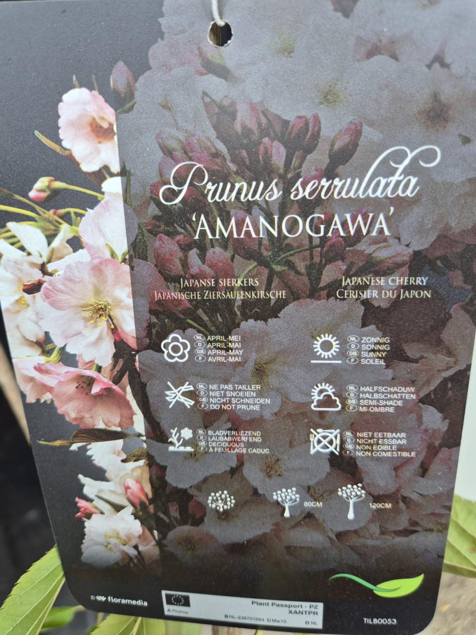 Japanse sierkers, oftewel de Prunus Serrulata Amanogawa