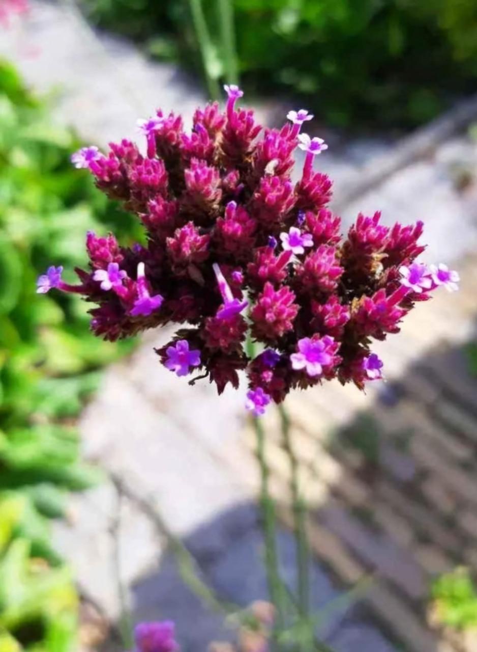 Verbena