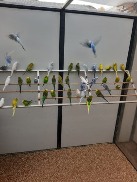 Grasparkieten beschikbaar