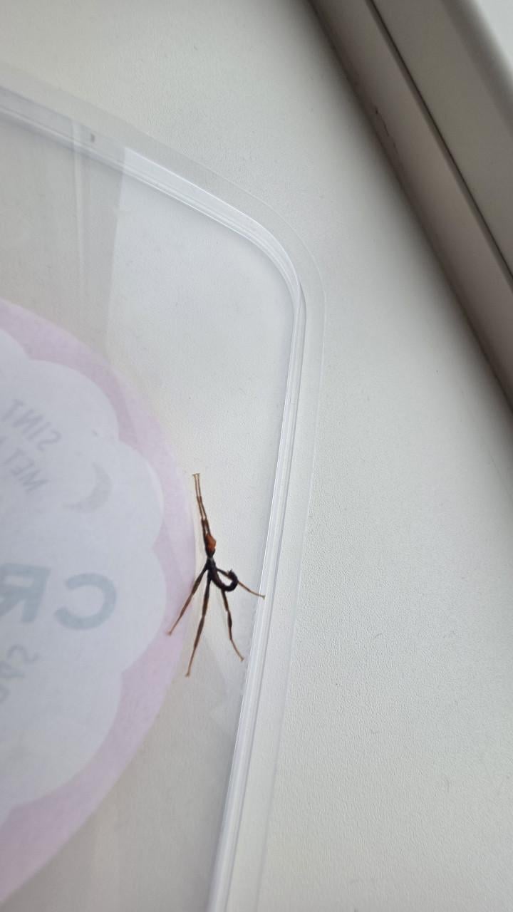 Eitjes en nimfen australische flappentak