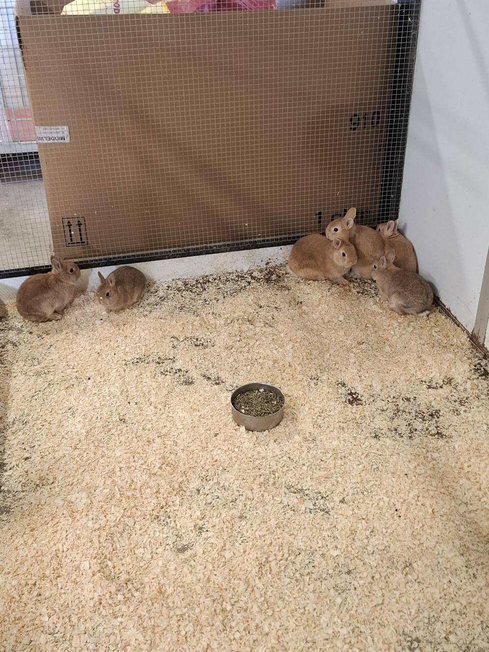 Jonge kleinblijvende dwergkonijntjes