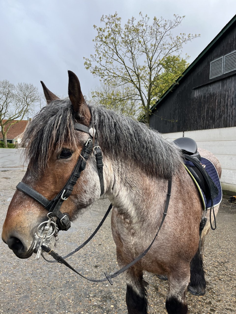 Trekpaard merrie