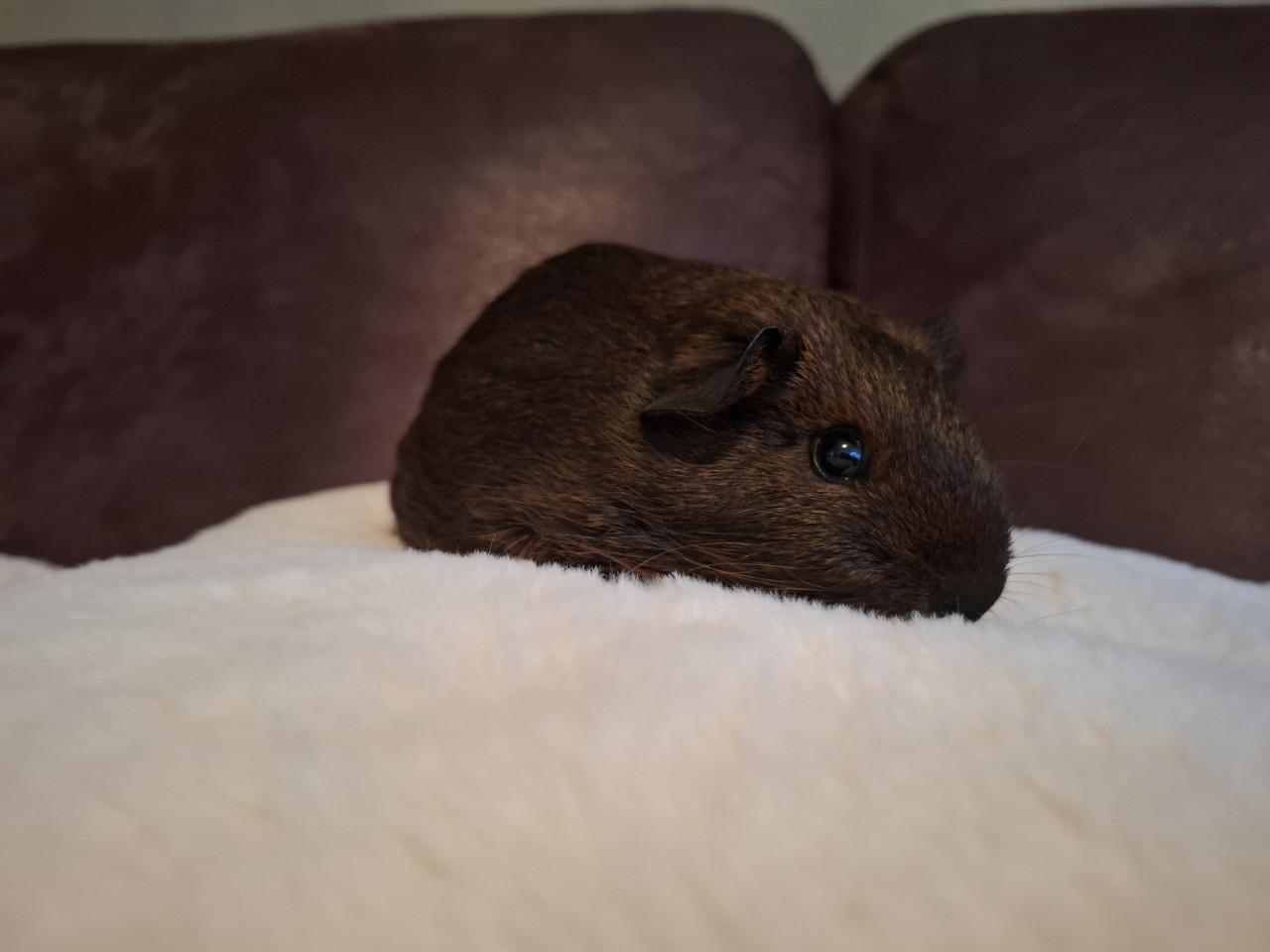Mooi jong cavia zeugje