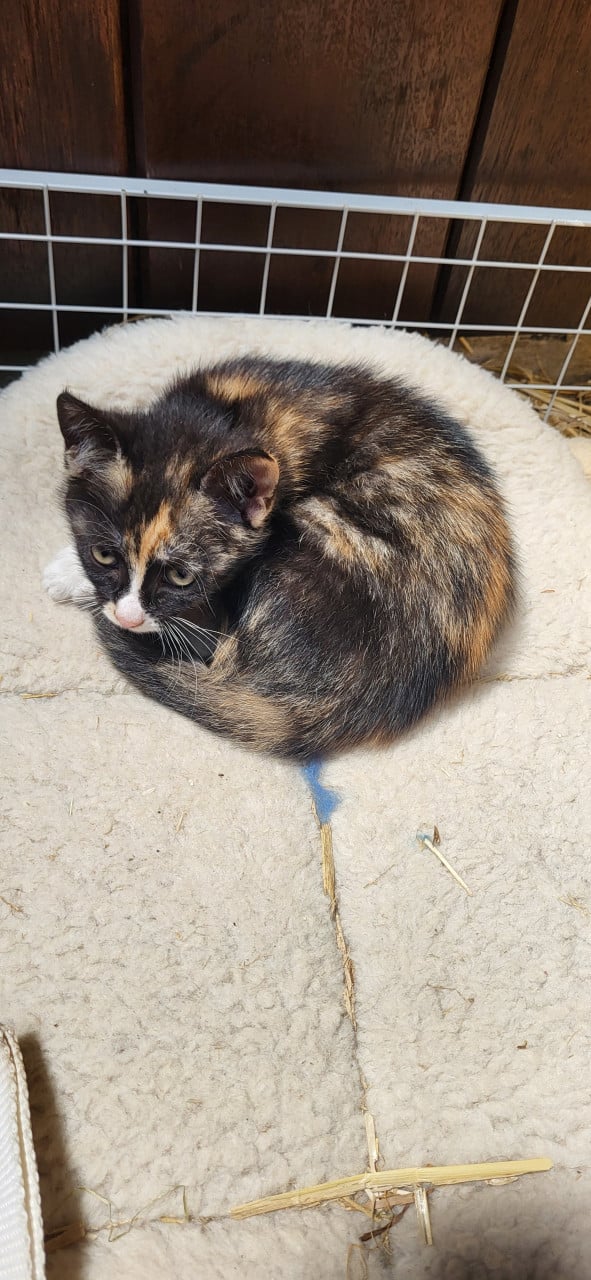 3 mooie boerderijkittens