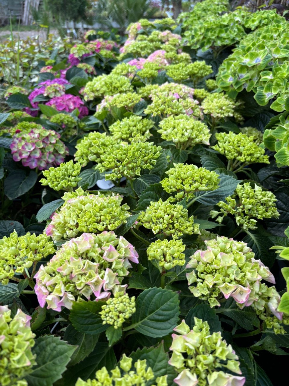 Hortensia’s nu voor €15