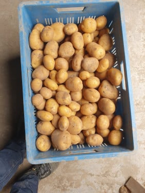 Aardappelraapdag