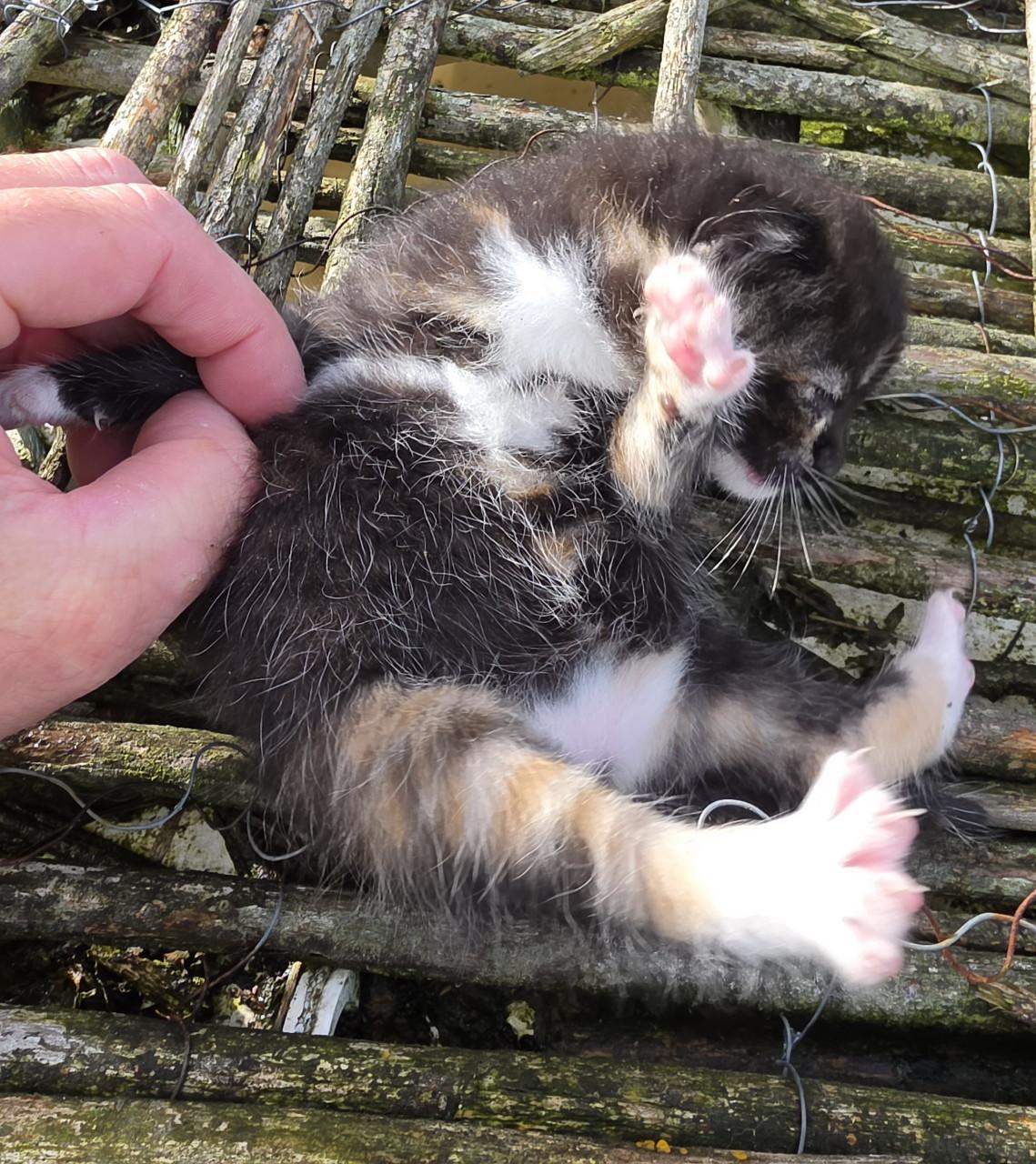 Kitten kittens poes poesjes kat katjes