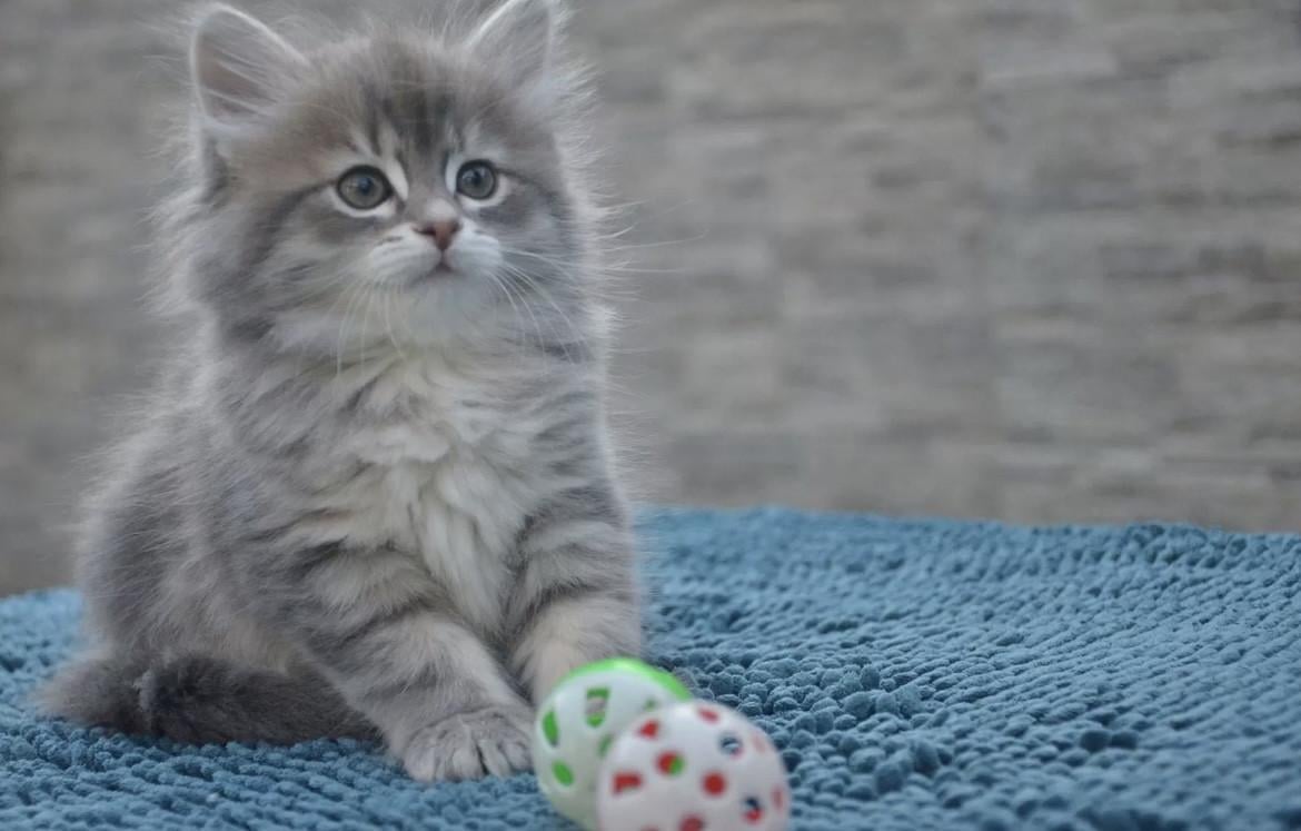 Nestje schattige kittens (nog 4)