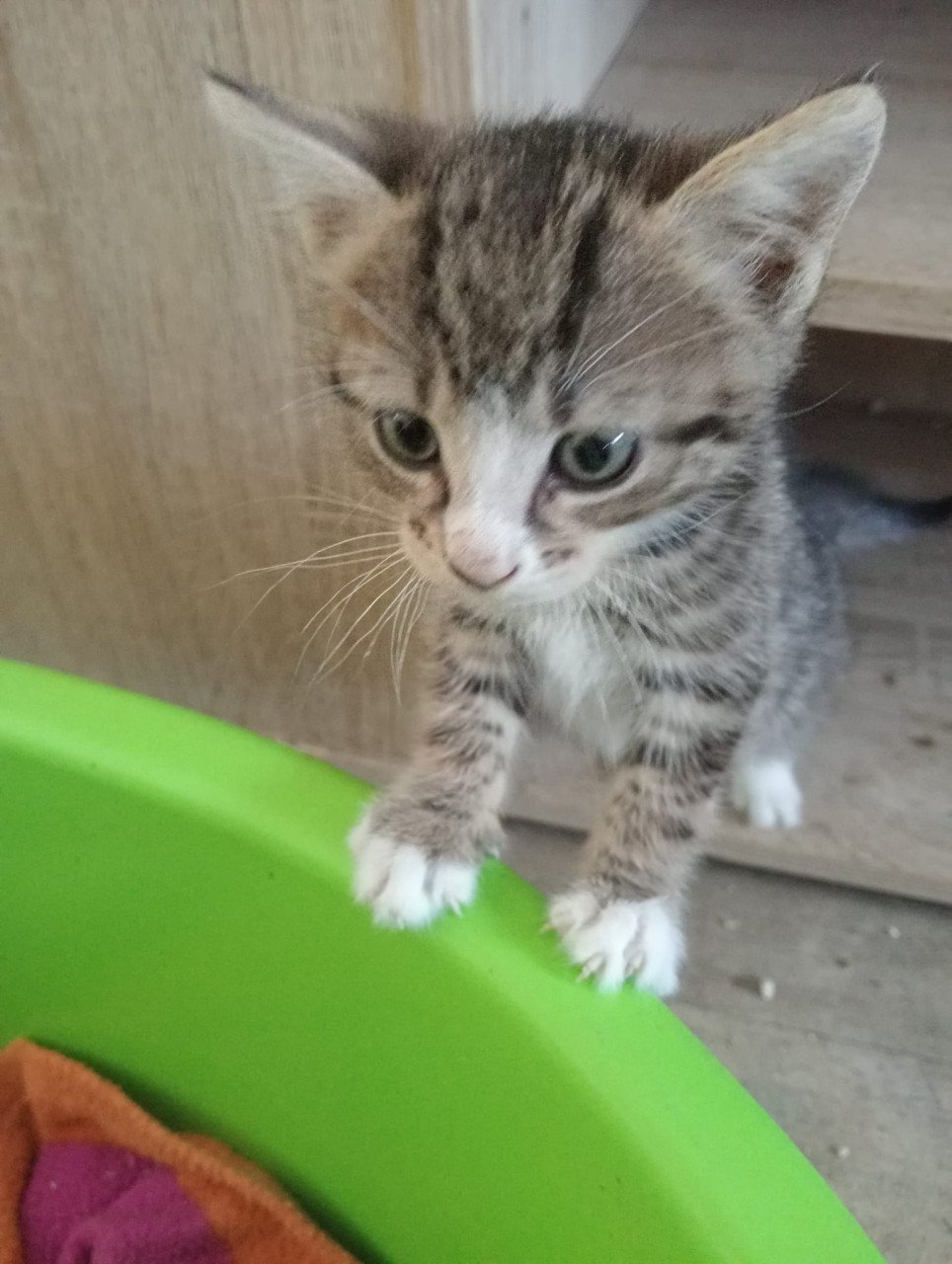 Kittens te koop