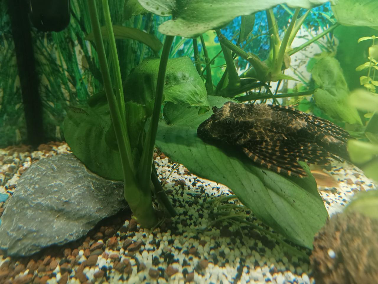 PLECO