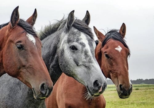 Gezocht: Lieve, rustige ruin voor een 5* THUIS