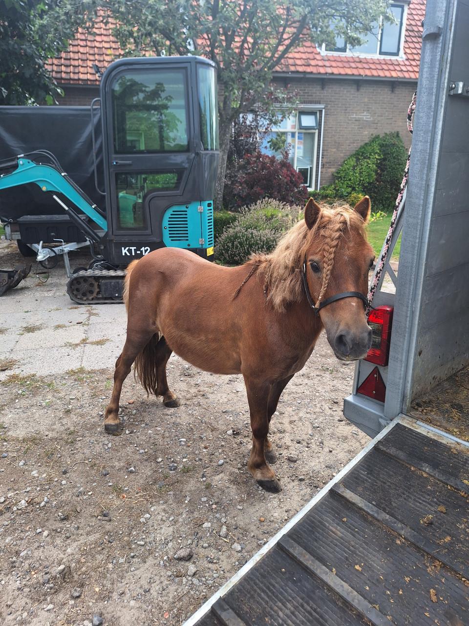 Te koop Shetland merrie