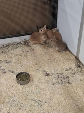 Jonge kleinblijvende dwergkonijntjes