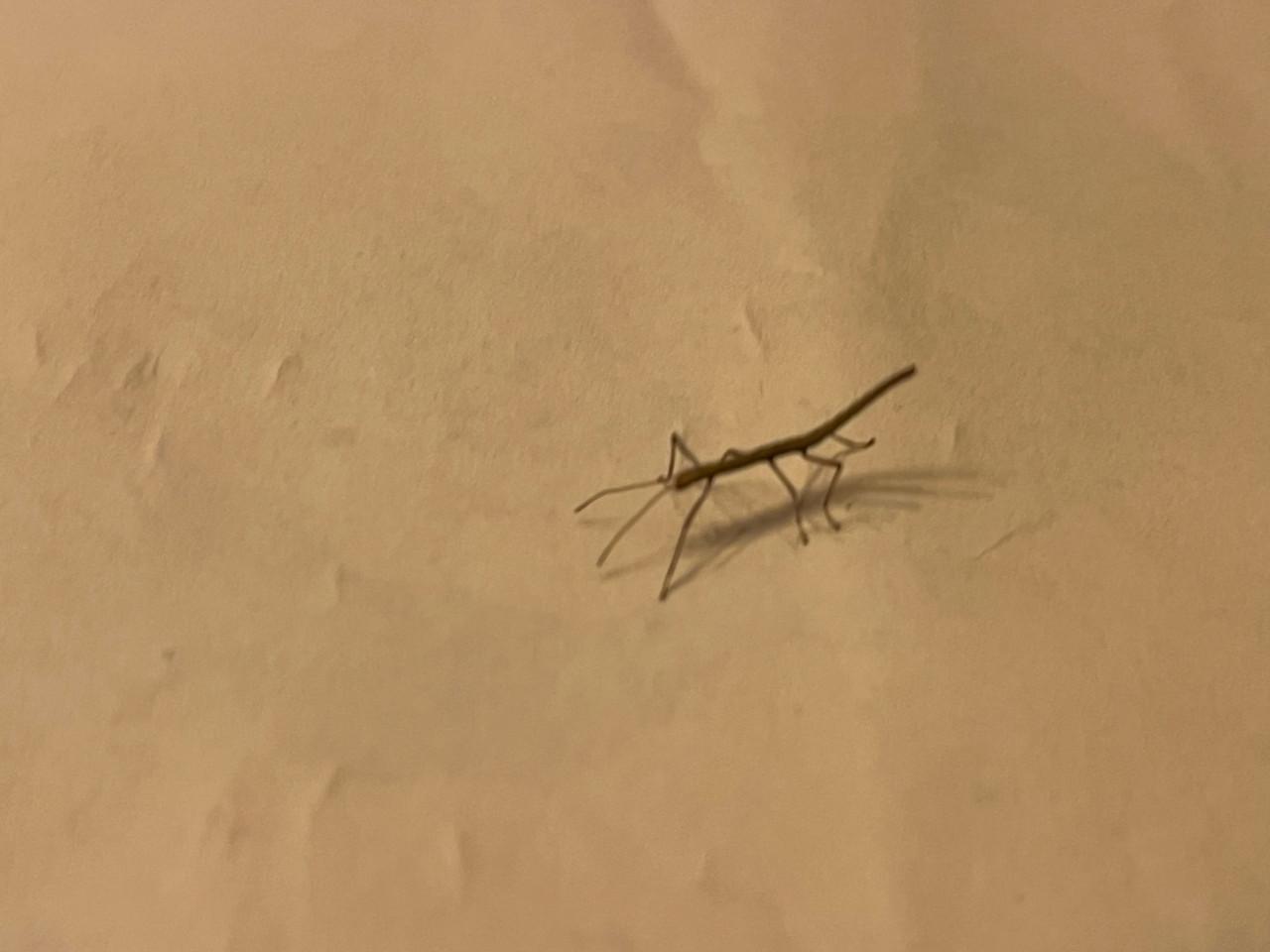 Gratis wandelende takken