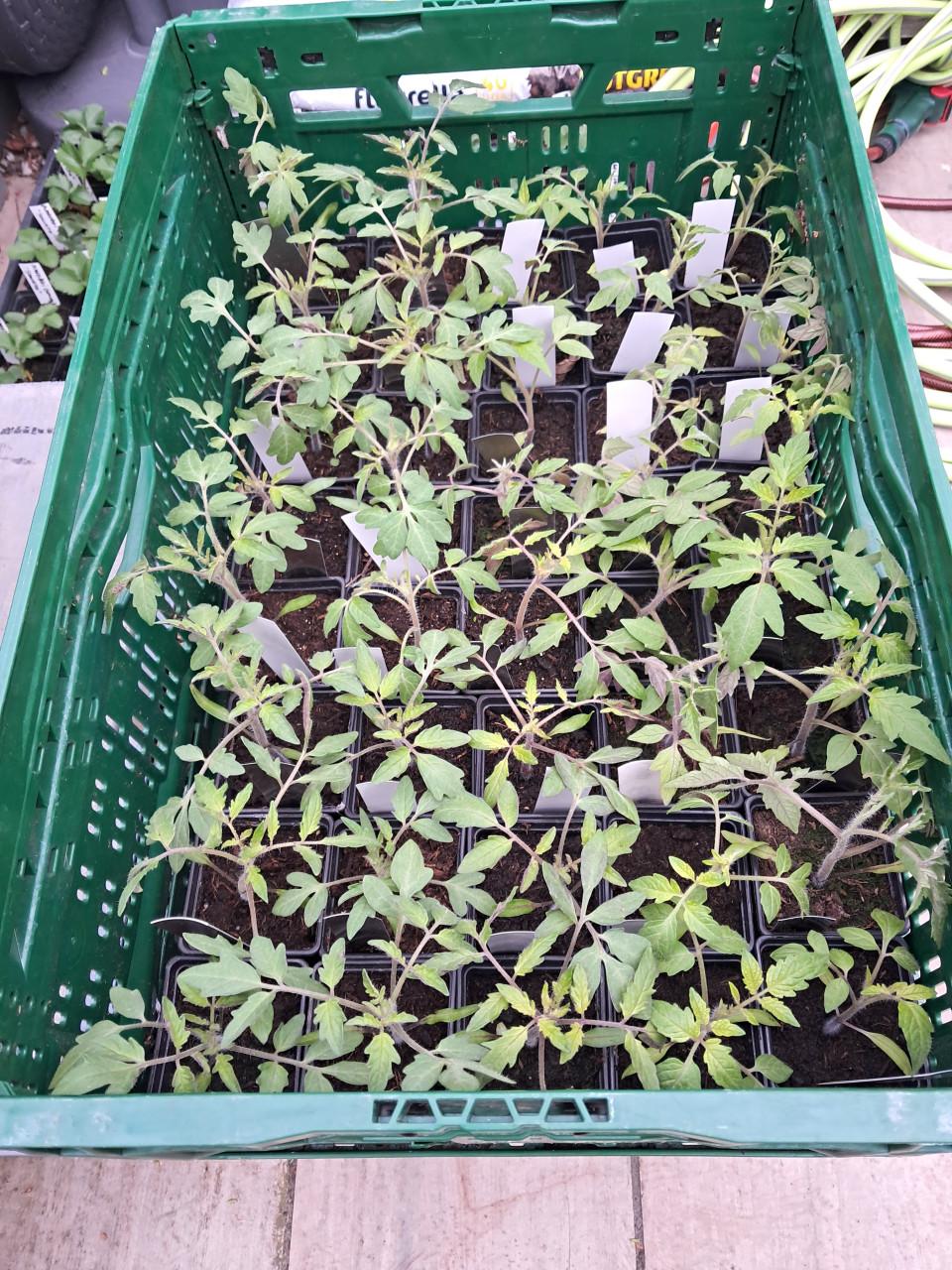 Tomaten planten te koop
