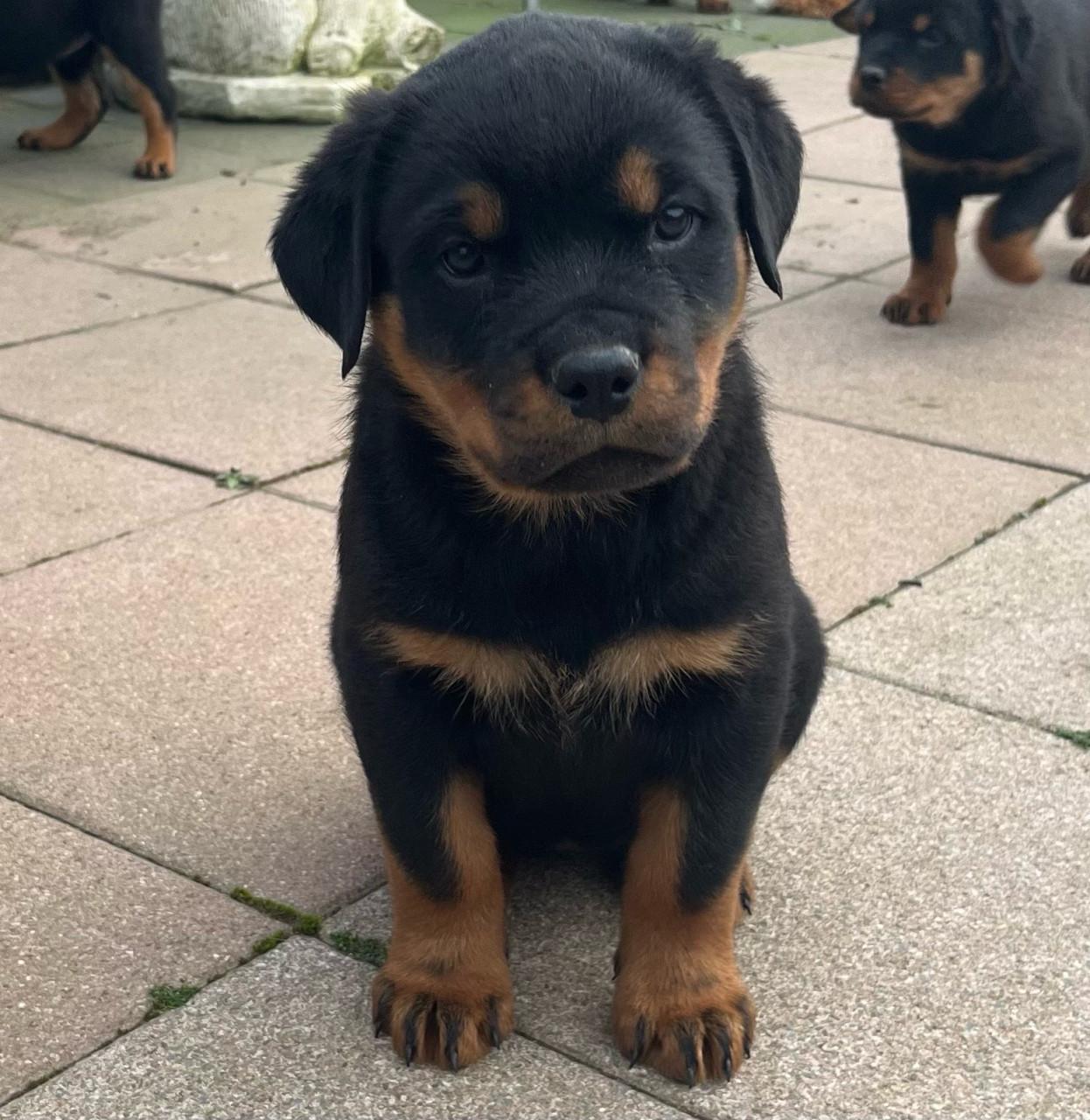 Rottweiler pups