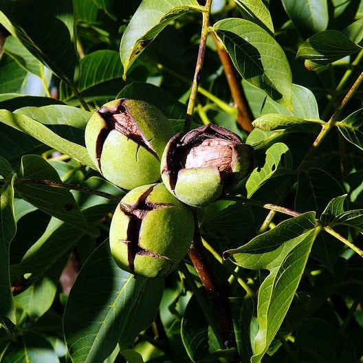 Walnotenboom Juglans Regia 12 cm stam