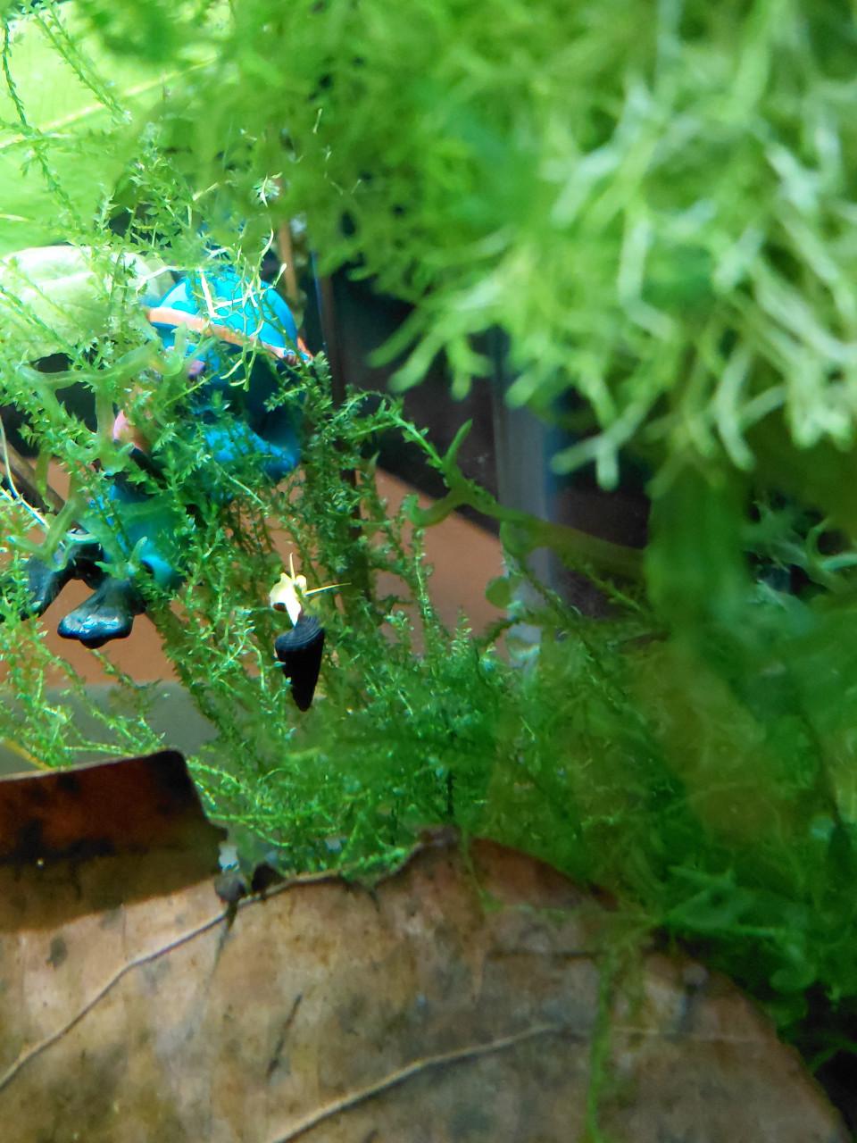 Puntslakken Aquarium.