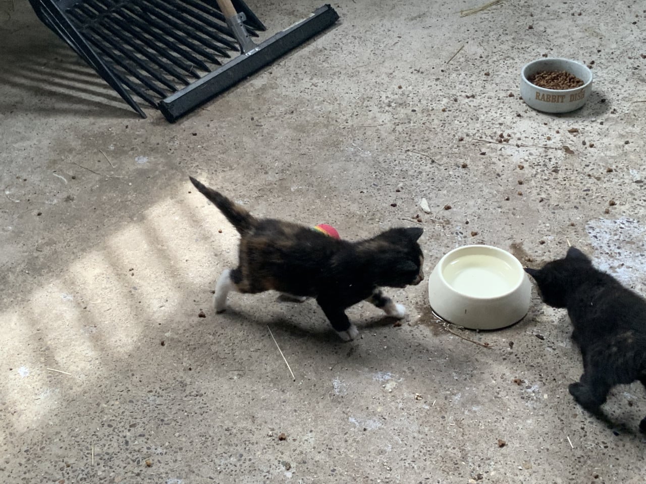 Kittens