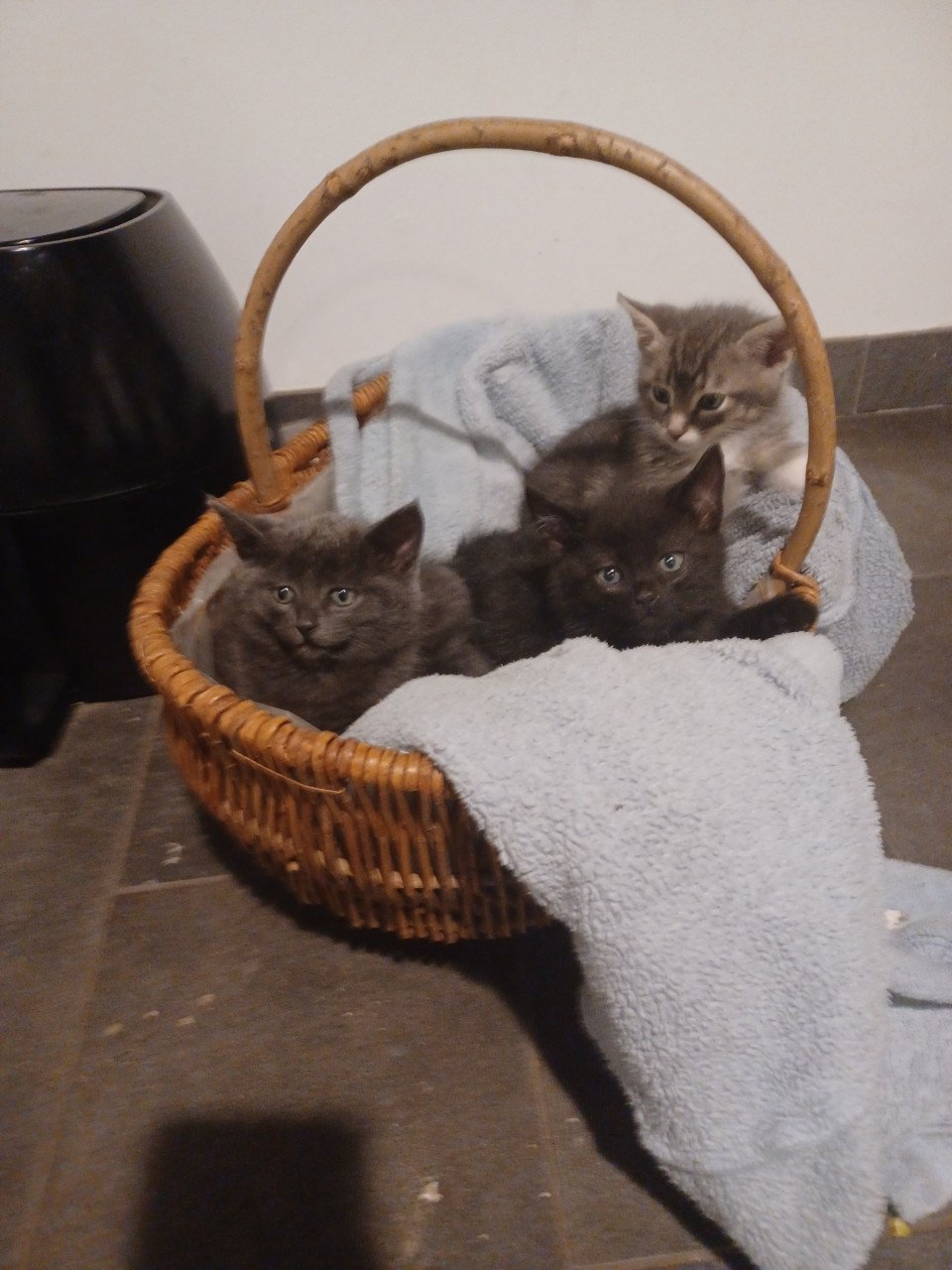 Kittens