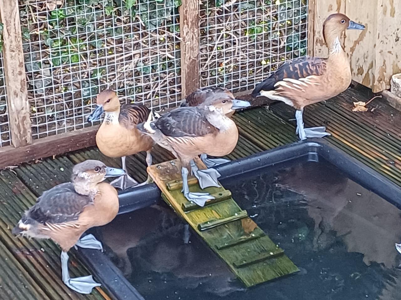 Gele Fluiteenden Boomeenden Koppel met 3 jongen.