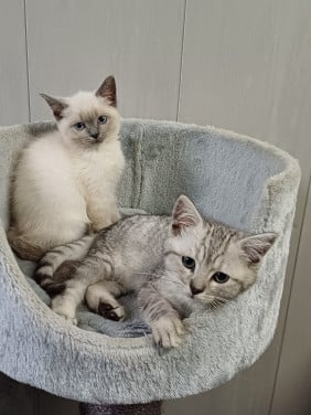 Super leuke Brits Korthaar x Ragdoll kittens beschikbaar.