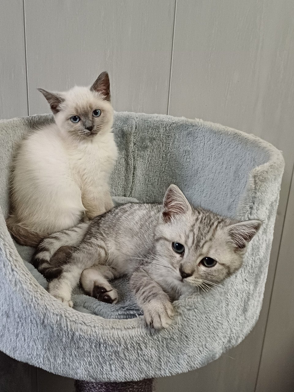 Super leuke Brits Korthaar x Ragdoll kittens beschikbaar.