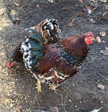 Prachtig Wyandotte rood porselein